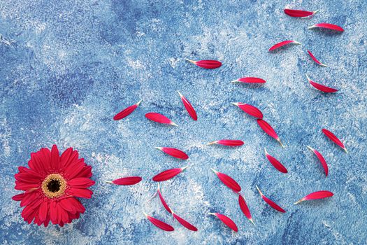 A beautiful blooming gebera flower with red petals on blue and white acrylic background