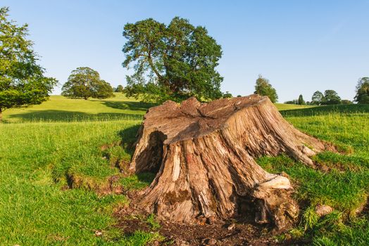 close up of a Large tree stump in Dallam Park Milnthorpe