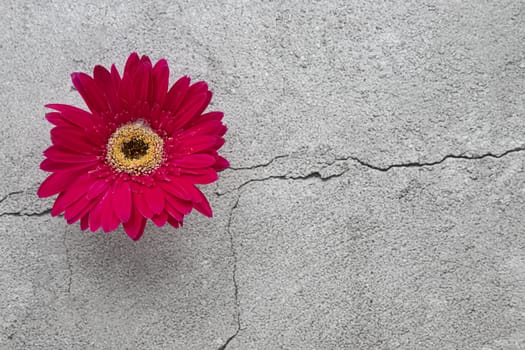 Bright red blooming gerbera flower on grey concrete background. Closeup, top view with copyspace.