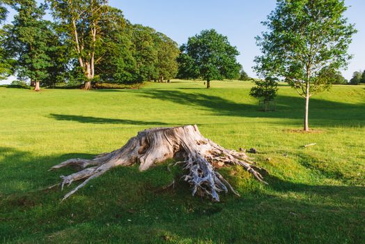 close up of a Large tree stump in Dallam Park Milnthorpe