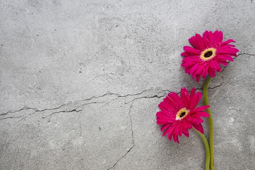 Bright red blooming gerbera flowers on cracked concrete background. Closeup, top view with copy space.