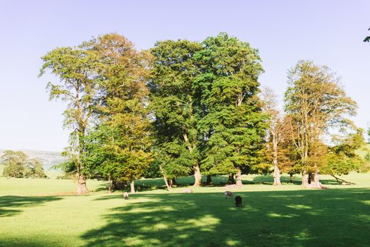 The open parkland of Dallam Park on a sunny evening Milnthorpe,