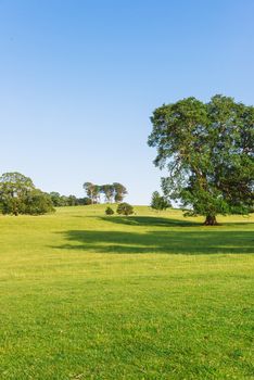 The open parkland of Dallam Park on a sunny evening Milnthorpe,