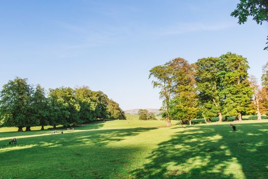 The open parkland of Dallam Park on a sunny evening Milnthorpe,