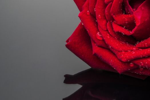 a red rose on black backgroud