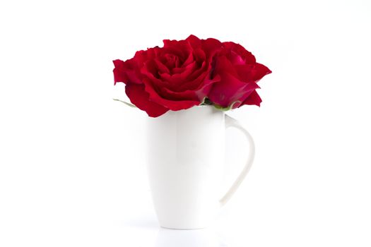 Blooming red roses in a white vase, isolated on white background.