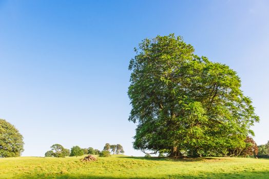 The open parkland of Dallam Park on a sunny evening Milnthorpe,