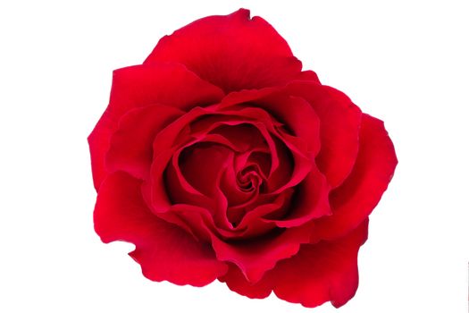 A single blooming red rose, closeup, isolated on white background