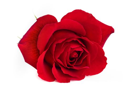 A single blooming red rose, closeup, isolated on white background