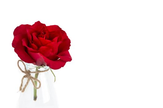 Single blooming red rose in a glass bottle. Closeup, isolated on white background.