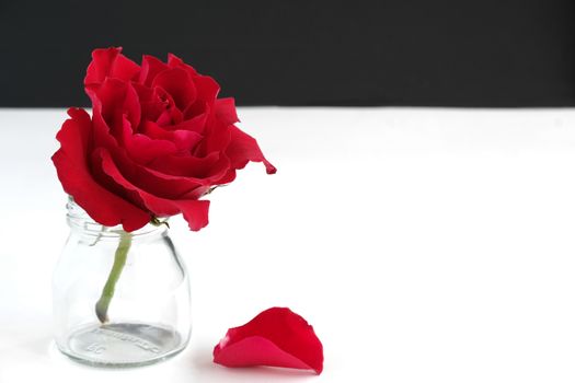 A beautiful red rose in a clear glass bottle with a single petal on the floor. Isolated on white and black background. Copy space.