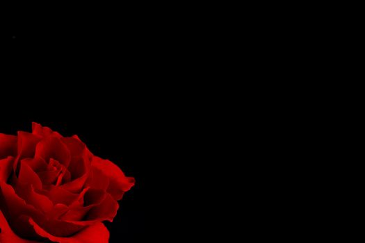 A single blooming beautiful red rose. Closeup on dark background with copy space.