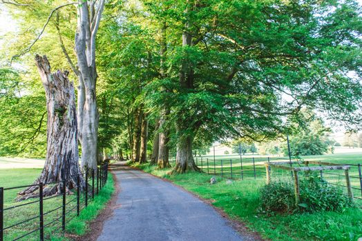 A Sunlit track running through the Dallam Park Estate. Cumbria,