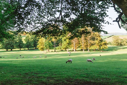 A Sunlit track running through the Dallam Park Estate. Cumbria,