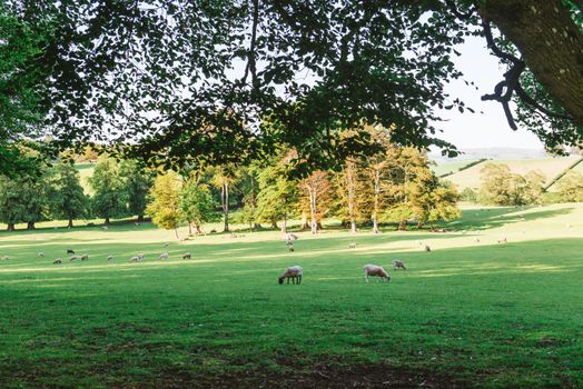 A Sunlit track running through the Dallam Park Estate. Cumbria,