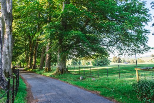 A Sunlit track running through the Dallam Park Estate. Cumbria,