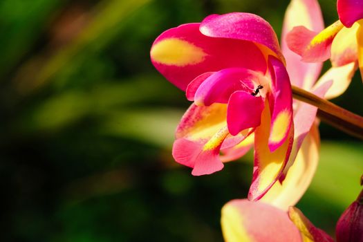 Wild, spathoglottis orchid with magenta orange color. This orchid is found on the ground level in the rain forest of asia.