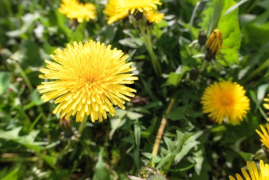 Yellow Dandelion flowers in the meadow, illuminated by the warm spring sun