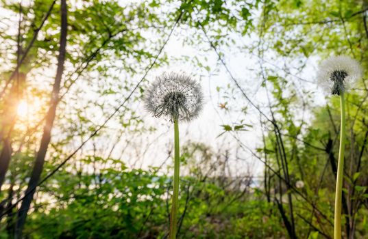 Dandelion in the woods close to the river at sunrise during a soft spring day