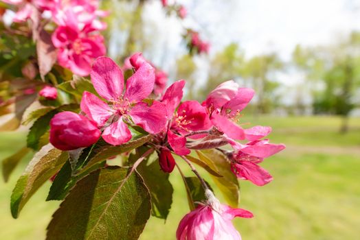 Red Paradise Apple flowers under the warm spring sun