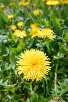 Yellow Dandelion flowers in the meadow, illuminated by the warm spring sun