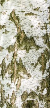 Detail of birch tree bark texture