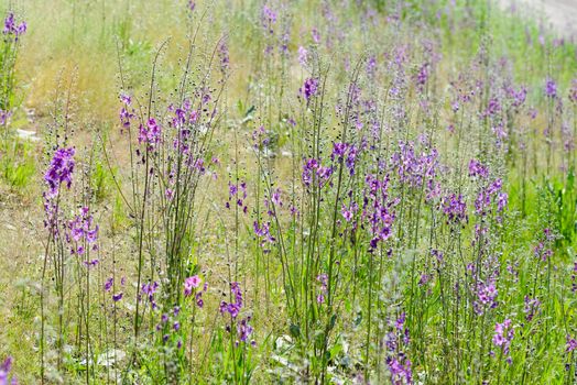 A meadow full of violet Verbascum phoeniceum under the warm spring sun