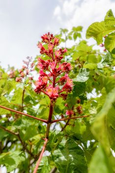 Red Aesculus x Carnea, or Red Horse-chestnut Flower under the bright spring sun