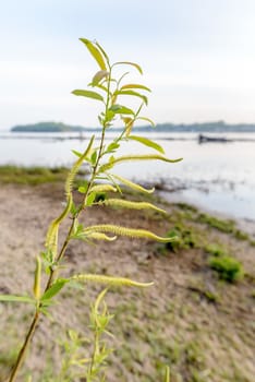 A strong backlight shows the transparency of weeping willow leaves close to the lake in spring