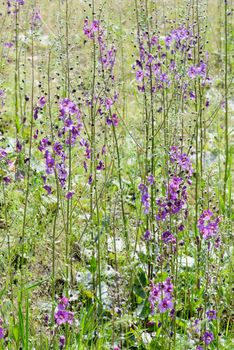 A meadow full of violet Verbascum phoeniceum under the warm spring sun