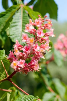 Red Aesculus x Carnea, or Red Horse-chestnut Flower under the bright spring sun