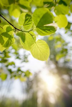 Backlit green transparent leaves of Tilia cordata , also called small-leaved lime. The veins appear under the soft spring sunlight.