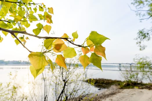 Backlit green and orange transparent leaves of Popuplus Alba , also called Poplar. The veins appear under the soft spring sunlight.