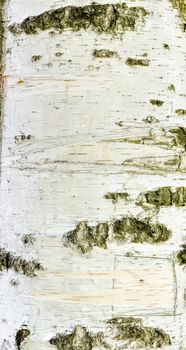 Detail of birch tree bark texture