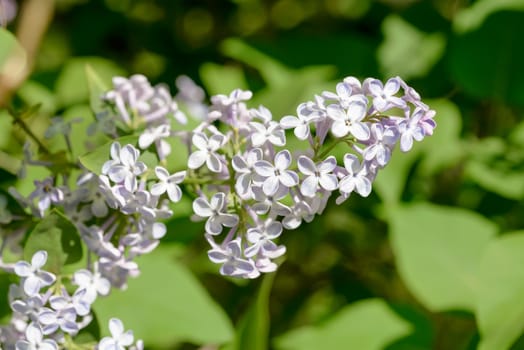 Light purple pink Syringa Vulgaris Madame Lemoine Flowers, French Lilac, under the warm spring sun