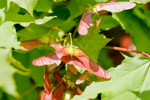 Close up detail of maple tree, Acer circinatum, red samara, on a background of green leaves, illuminated by a strong spring sun