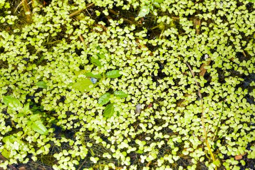 Lemna Minor, also called Common Duckweed or Lesser Duckweed, in the lake at the end of spring