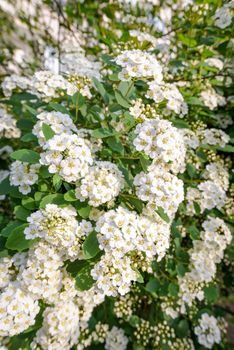 Close up of a spiraea bush showing the details of the soft white flowers under the spring sun