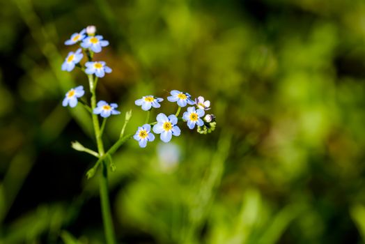 Little blue Myosotis flowers, also called forget me not , under the spring sun rays, with a dark background