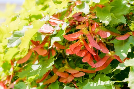 Close up detail of maple tree, Acer circinatum, red samara, on a background of green leaves, illuminated by a strong spring sun