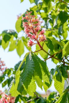 Red Aesculus x Carnea, or Red Horse-chestnut Flower under the bright spring sun