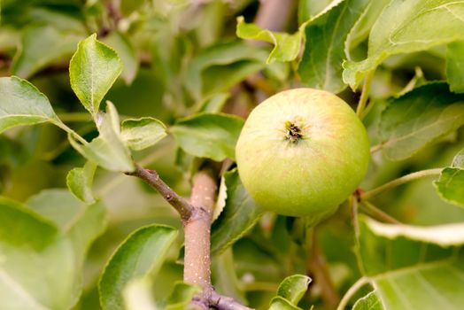 Young little wild apples on the tree at the end of spring