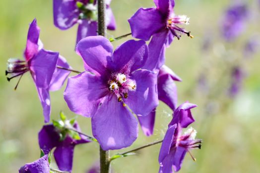 A mauve Verbascum phoeniceum in the meadow under the warm spring sun