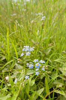 Little blue Myosotis flowers, also called forget me not , under the warm summer sun rays