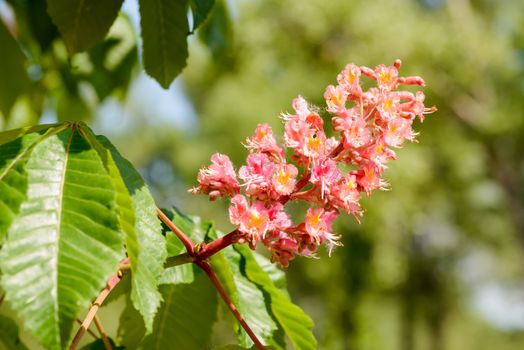 Red Aesculus x Carnea, or Red Horse-chestnut Flower under the bright spring sun