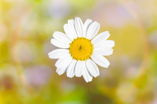 The Anthemis Tanacetum Tripleurospermum is a kind of daisy or chamomile growing in the meadows