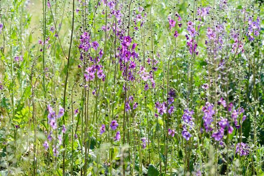 A meadow full of violet Verbascum phoeniceum under the warm spring sun