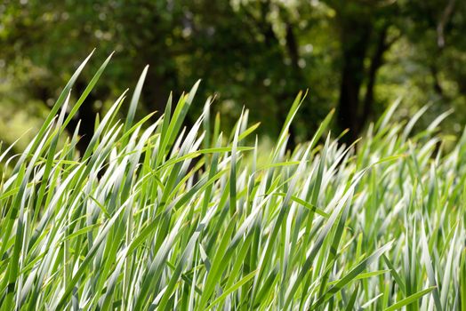 Closeup of bulrush leaves close to the lake in autumn