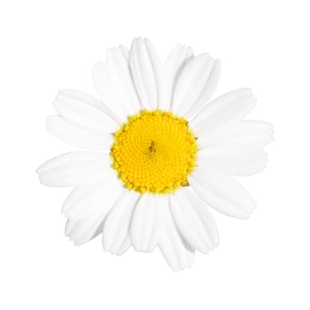 The Anthemis Tanacetum Tripleurospermum is a kind of daisy or chamomile growing in the meadows