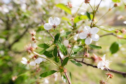 Macro of a single white cherry flower illuminated by the warm spring sun. The background is blurred with a glow effect